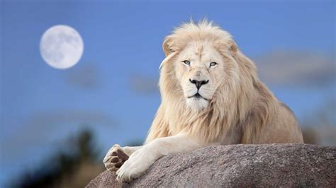 Pin By Richard Kreitenstein On Animals White Lion Lion Images Lion
