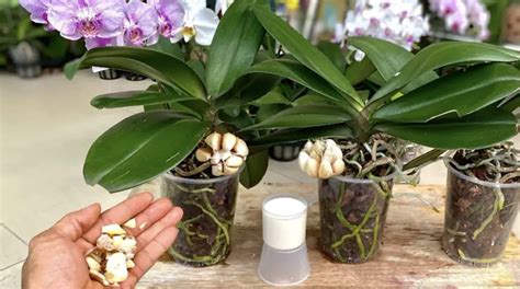 Cómo Hacer Florecer Las Orquídeas Un Remedio Natural Y Económico