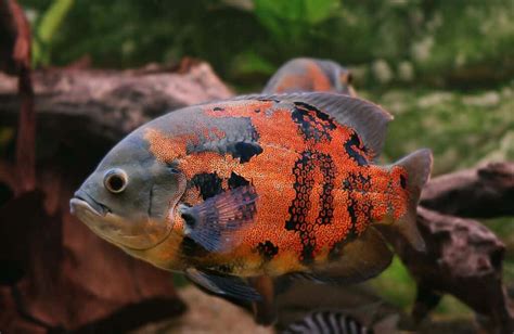 Oscar Fish Species Profile And Complete Care Guide Wzaquarium
