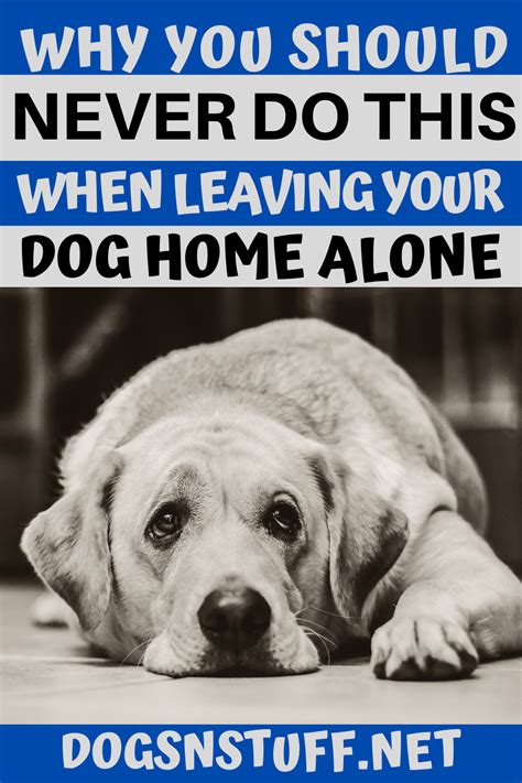 Why You Should Never Do This When Leaving Your Dog Home Alone Big Dog