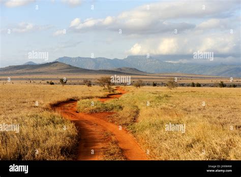 Savannah Landscape In The National Park In Kenya Africa Stock Photo