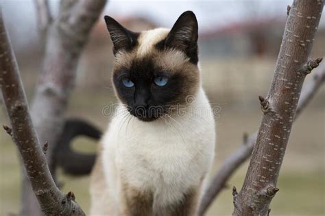 A Siamese Cat With Blue Eyes Is Sitting On A Tree Stock Image Image