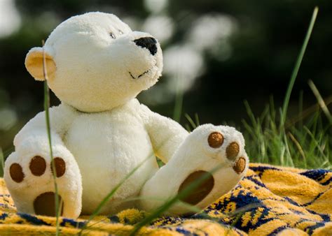 free images white meadow flower view holiday brown teddy bear textile background