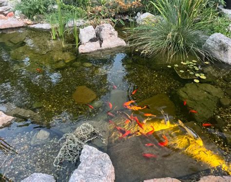 Can You Keep Goldfish In An Outdoor Pond What You Need To Know Gradex Company