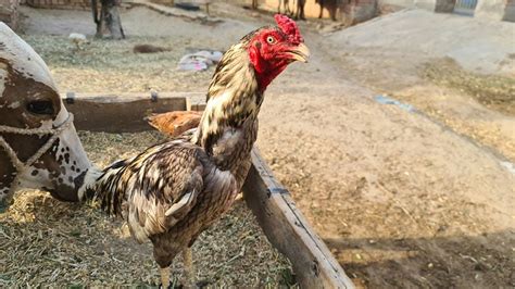 8 Japanese Chicken Breeds With Pictures Pet Keen