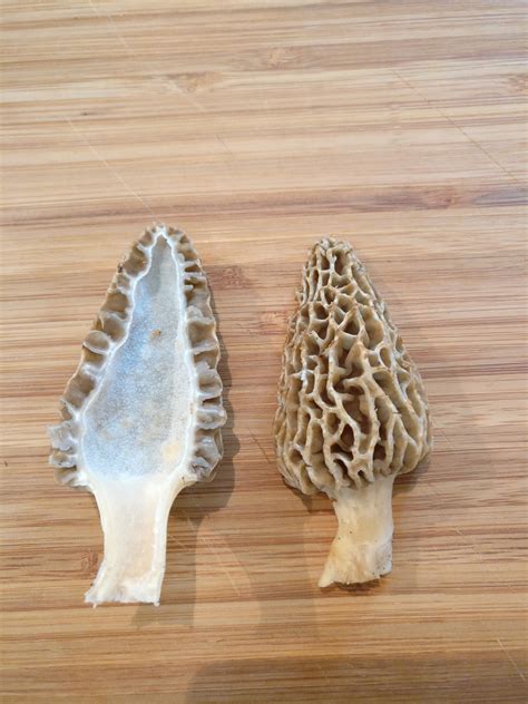 Morel Mushrooms, Everything You Need to Know - Realest Nature