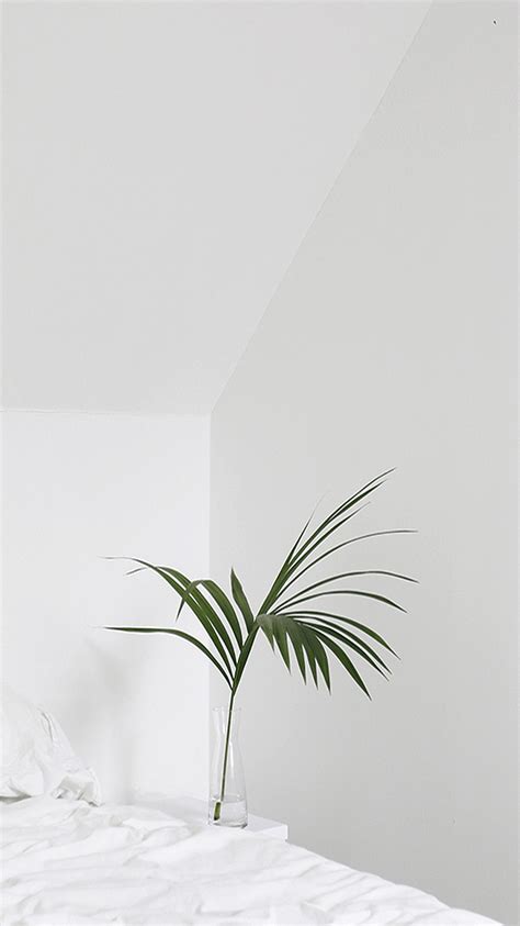 White Aesthetic Plants Wallpapers Top Free White Aesthetic Plants