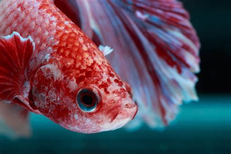 50 Betta Tank Mates That You Should Know Aquarium Fishes