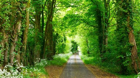 Download Wallpaper 1366x768 Forest Path Park Summer Green Tablet Laptop Hd Background