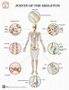 Joints of the Human Skeleton - Clinical Charts and Supplies