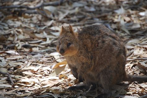 Quokka Australia Animal · Free Photo On Pixabay