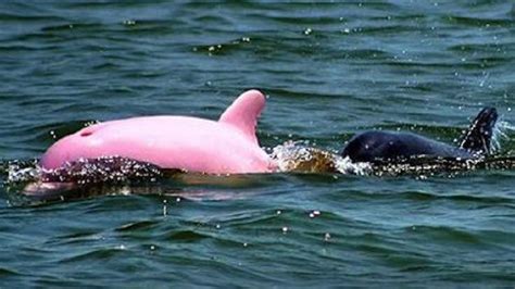 Extremely Rare Pink Dolphin Is Captured On Camera Swimming In A