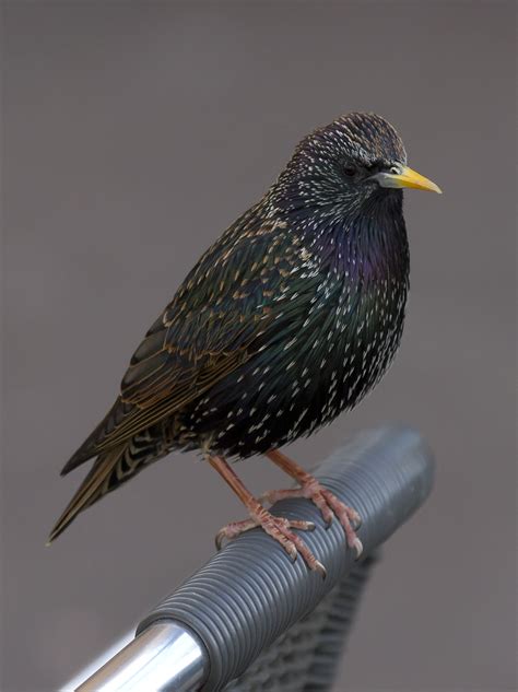 Common Starling Wikipedia