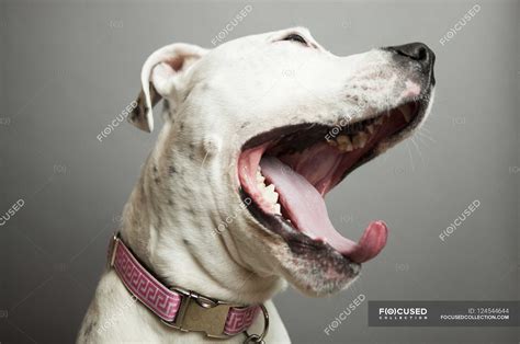 Funny Yawning Dog — Live Vertebrate Stock Photo 124544644