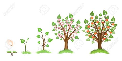 Four Different Trees With Leaves And Flowers On Them One Has An Apple