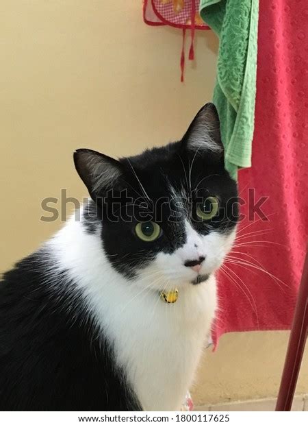 Cute Tuxedo Cat Goatee Posing Picture Stock Photo 1800117625 Shutterstock