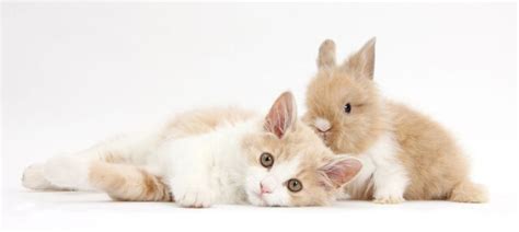 A Photographic Series Of Bunnies And Their Kitten