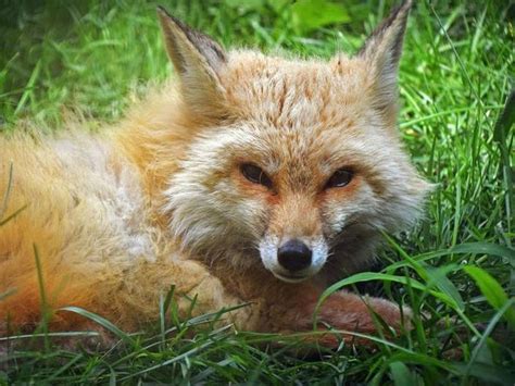 Elmwood Zoos Red Fox Taken Off Display Receiving Treatment