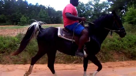 Twhracking Horse Stallion Youtube