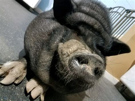 Adopting A “teacup” Pig What You Need To Know The Bunny Hutch Florida