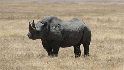 western black rhino declared extinct gallery ebaum s world