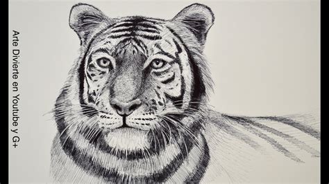 Dibujando animales cómo dibujar un tigre Arte Divierte YouTube
