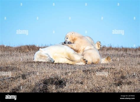 Playful Polar Bears Ursus Maritimus In The Arctic Circle Of Kaktovik