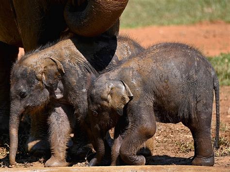 Touch And Go For Rare Twin Baby Elephants Born In Kenya News24