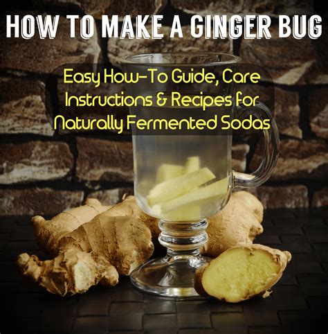 Ginger Bug Starter Recipe Ginger Bug Healthy Soda Fermentation