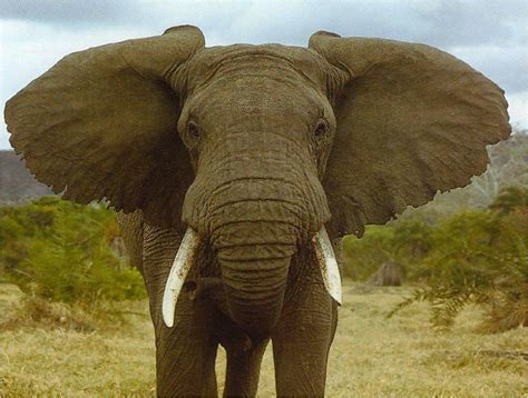 El Ojo Del Buitre Elefante Elephantidae