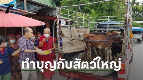 คนใจบุญไถ่ชีวิตโค 5 ตัว ถวายวัดดัง ไม่พลาด "เลขเด็ด" ลุ้นโชค 16/9/64