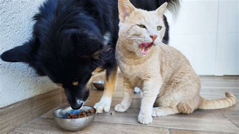 Cómo evitar que tu perro coma la comida de tu gato