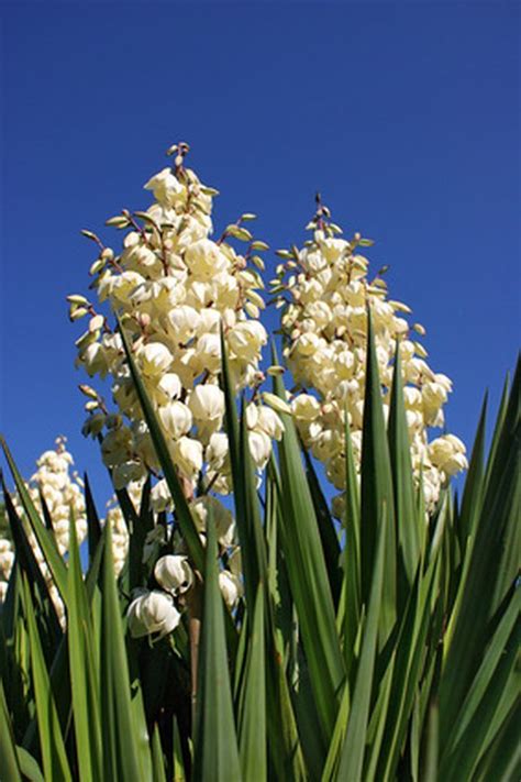 The Roots Of The Yucca Plant Can Be Used To Make Soap Or Ground And
