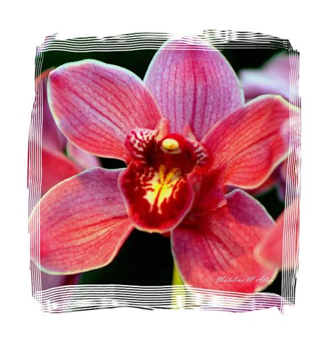 Hot Pink Orchid Photograph By Madeline Allen Smudgeart Fine Art America