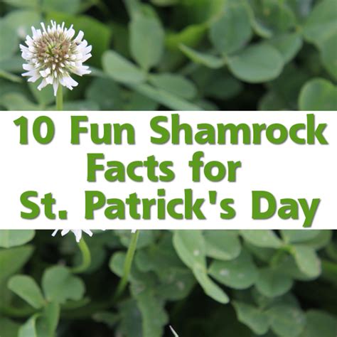 10 Fun Shamrock Facts For St Patricks Day Holidappy