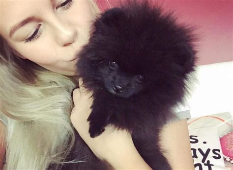 Findet ihr paola schwanger geil? Dagi Bee Hund: Zula ist ihr neuer Pomeranian! - STARZIP