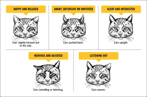 Cat Positions Meaning 21 Gobal Creative Platform For Custom Graphic