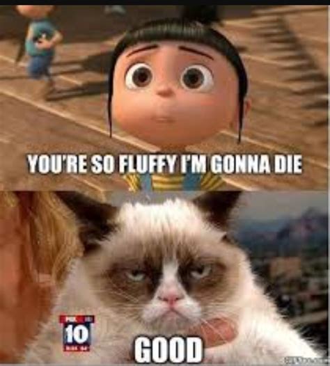 The Best Fluffy Memes Memedroid