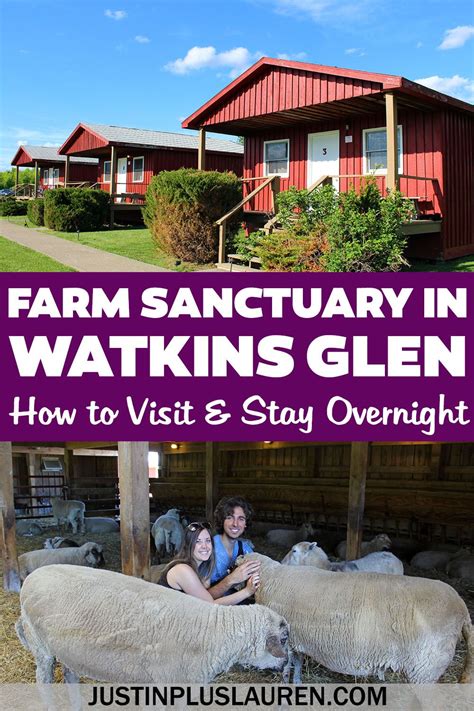 Farm Sanctuary In Watkins Glen Is A Wonderful Organization That Rescues