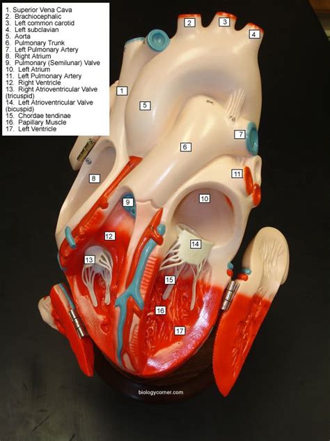Heart Model Anatomy Labeled Calorie