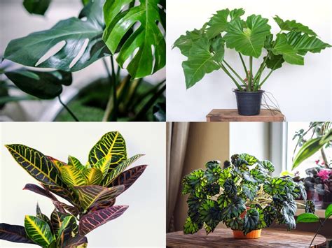 27 Tropical And Exotic House Plants You Should Grow In Your Home