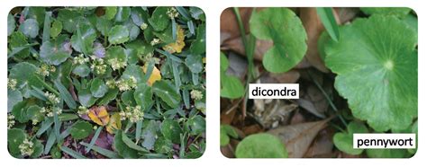 Maybe you would like to learn more about one of these? Dollarweed: Friend or Foe | Gardening in the Panhandle