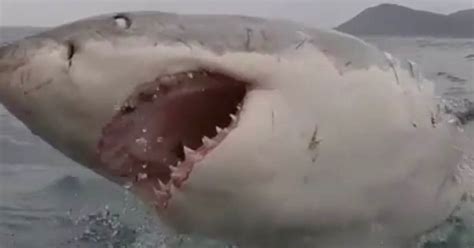 huge great white shark as big as jaws lunges at diver baring razor sharp teeth daily star