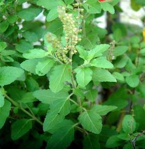 Buy Rama Tulsi Tulsi Green Plant Plantslive