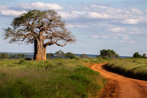The Uses Of Africa S Baobab Trees — Alika Africa Duma Explorer