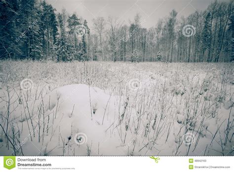 Snow Covered Clearing In The Forest Toned Stock Image Image Of