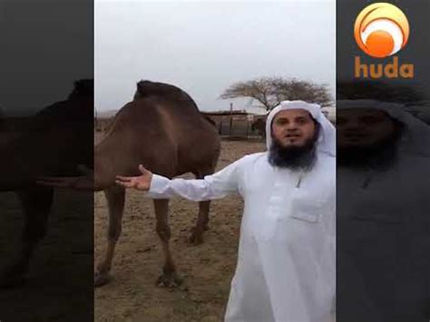 Take for example the case where a companion of the prophet drinks his blessed urine, only to discover that she has now imam abu nu'aym narrates the practice of anas ra, with his chain, who said: Dr Mohamed Salah Live from Madinah - Drinking camel's Milk ...