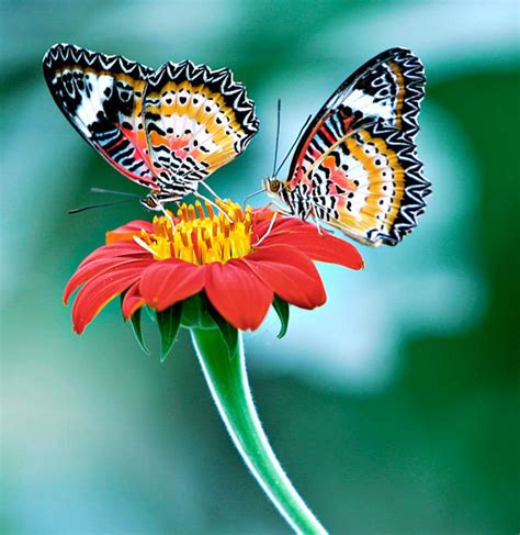 Beautiful Butterfly Butterflies Photo 16959424 Fanpop