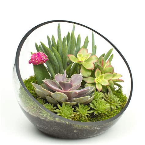 Each crystallized form is brought to life by simpl. Big Ol' Egg DIY Succulent Terrarium Kit | Juicykits.com