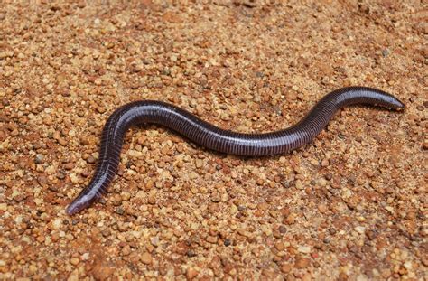 Photography And Me Caecilian